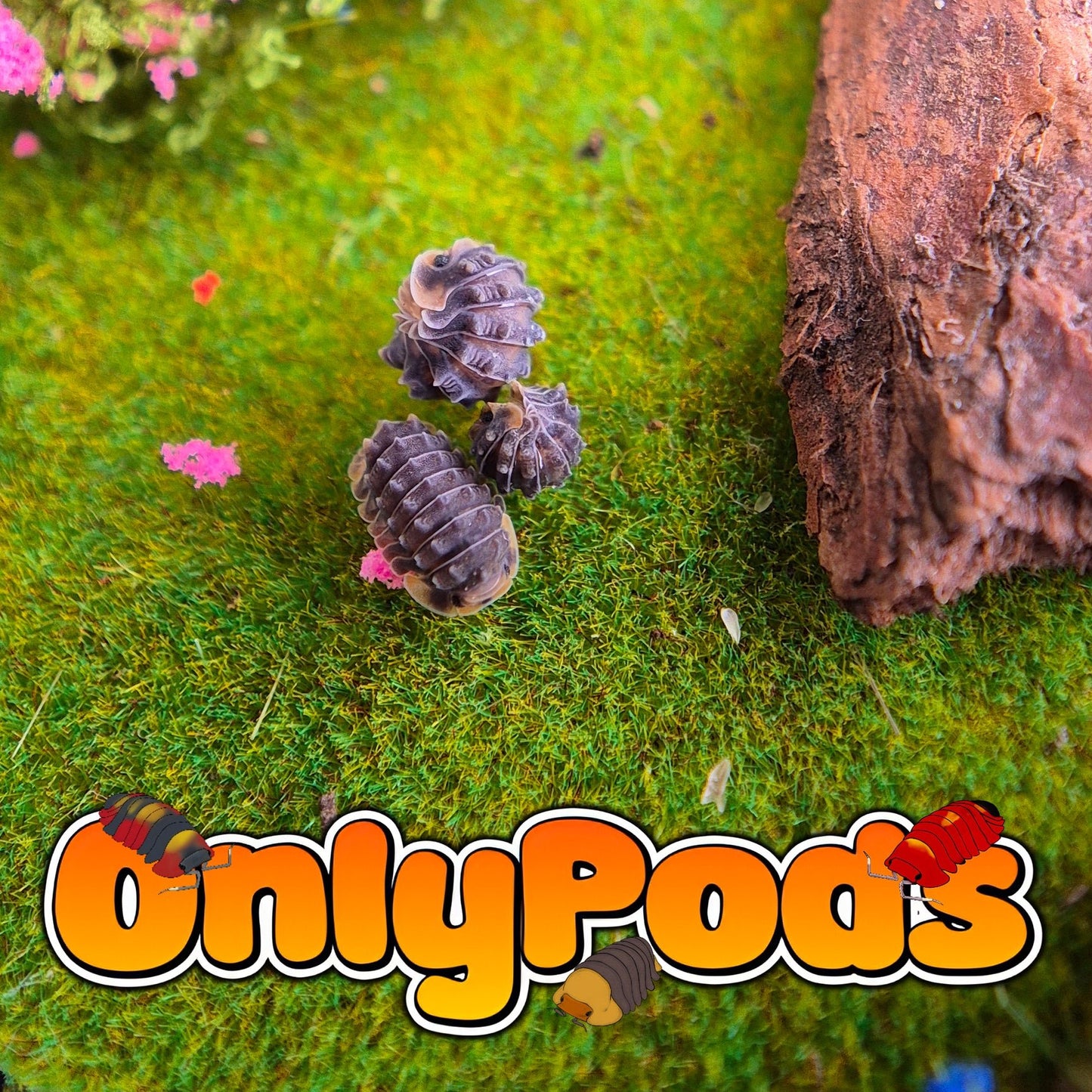 Isopoda Shiny Gator Isopod for sale UK - OnlyPods