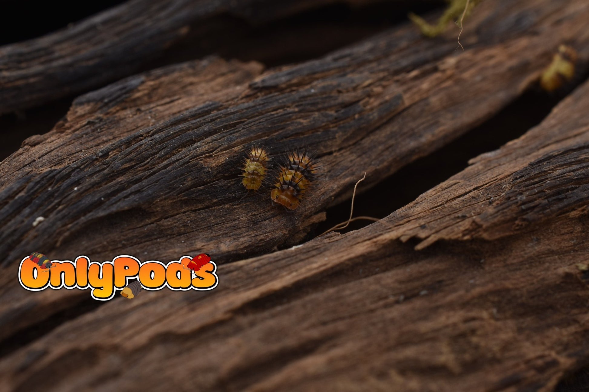 Laureola Durian Isopod for sale UK - OnlyPods