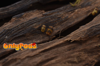 Laureola Durian Isopod for sale UK - OnlyPods