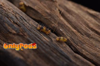 Laureola Durian Isopod for sale UK - OnlyPods