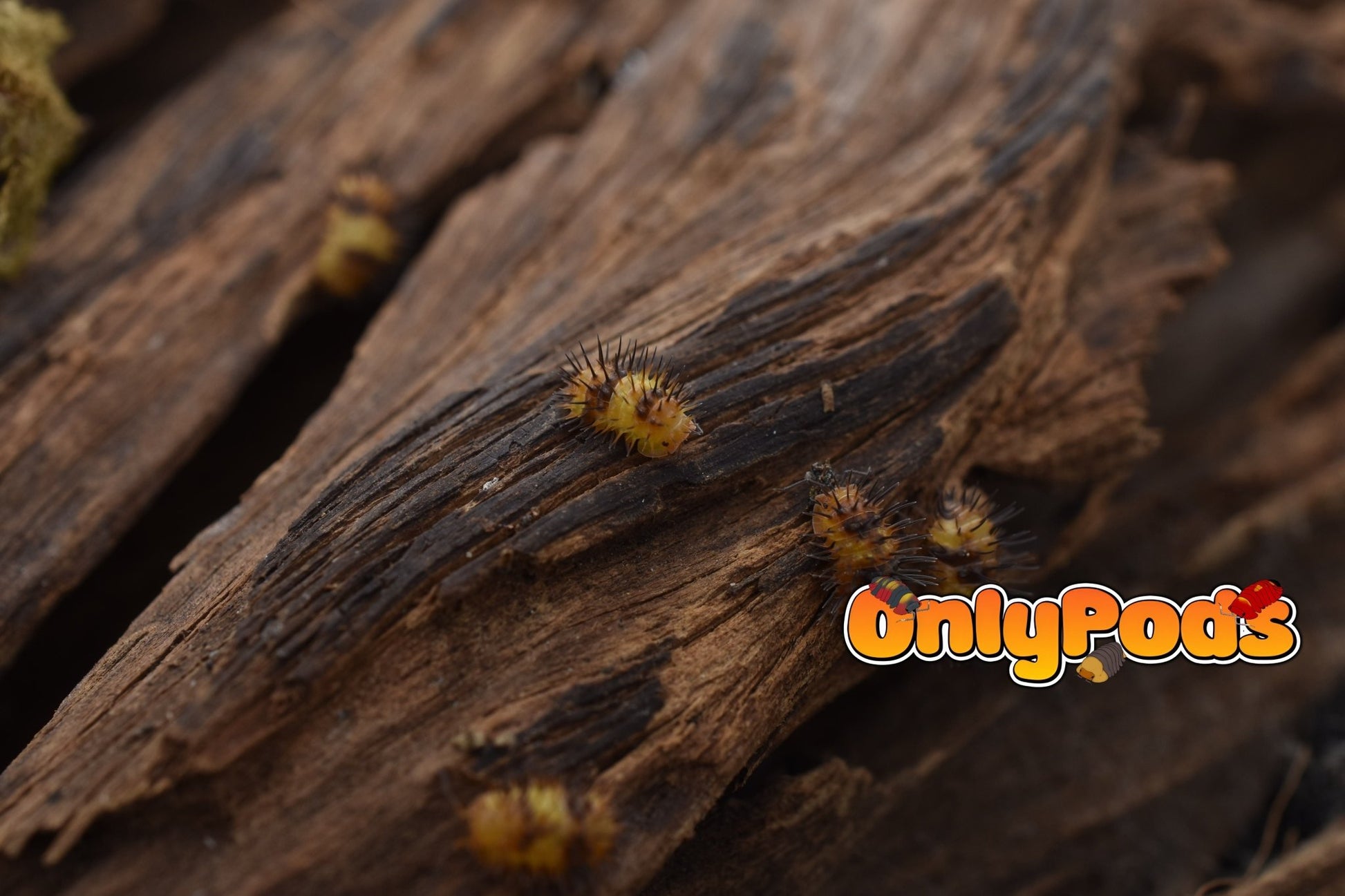 Laureola Durian Isopod for sale UK - OnlyPods