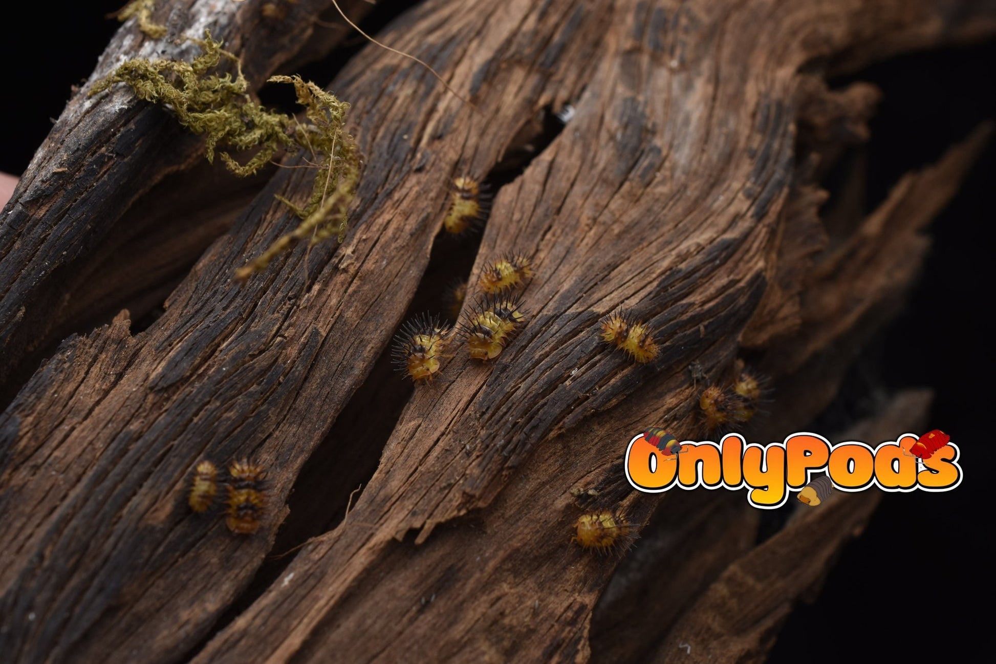 Laureola Durian Isopod for sale UK - OnlyPods