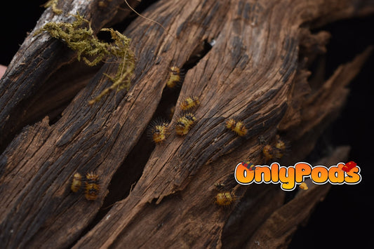 Laureola Durian Isopod for sale UK - OnlyPods