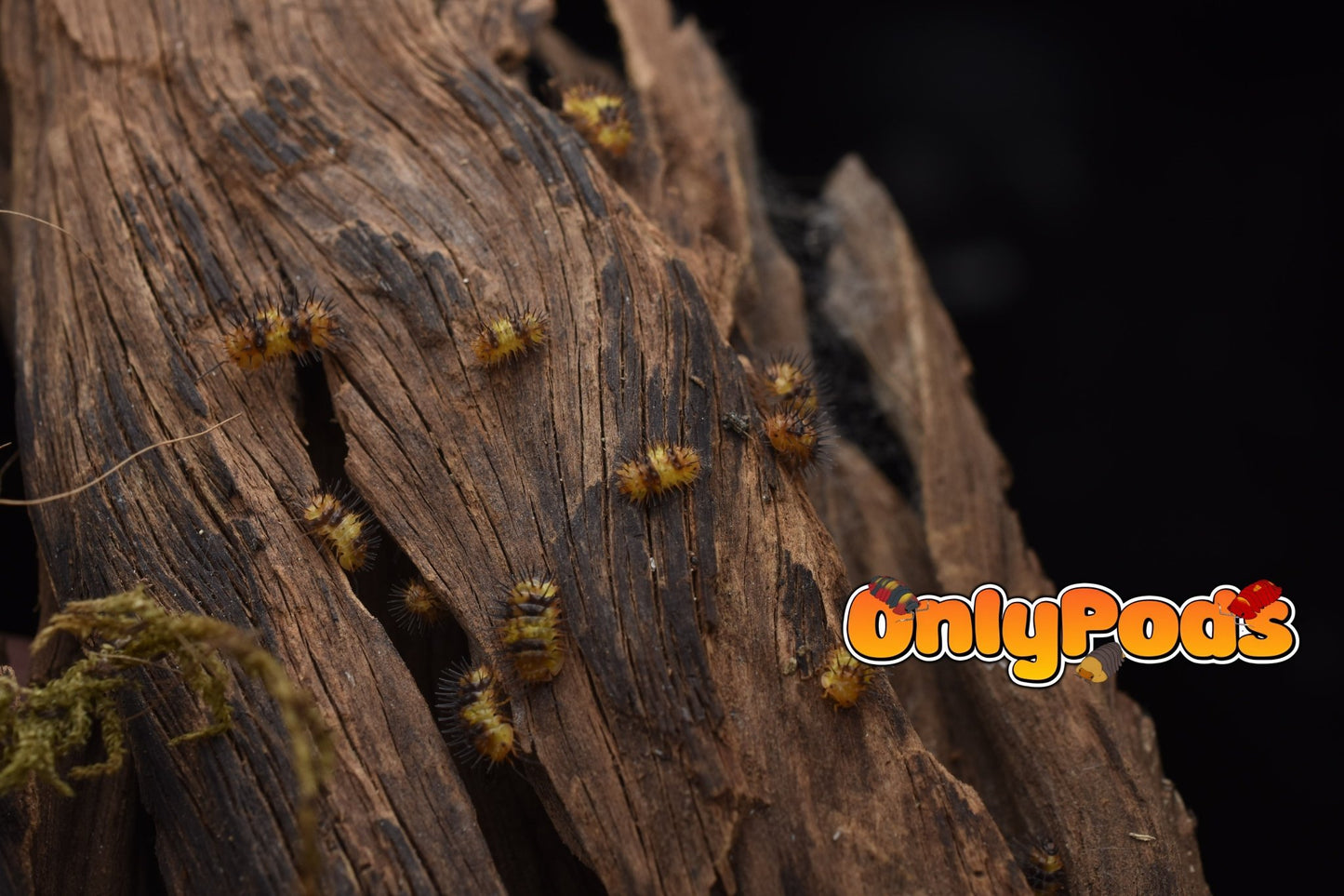 Laureola Durian Isopod for sale UK - OnlyPods