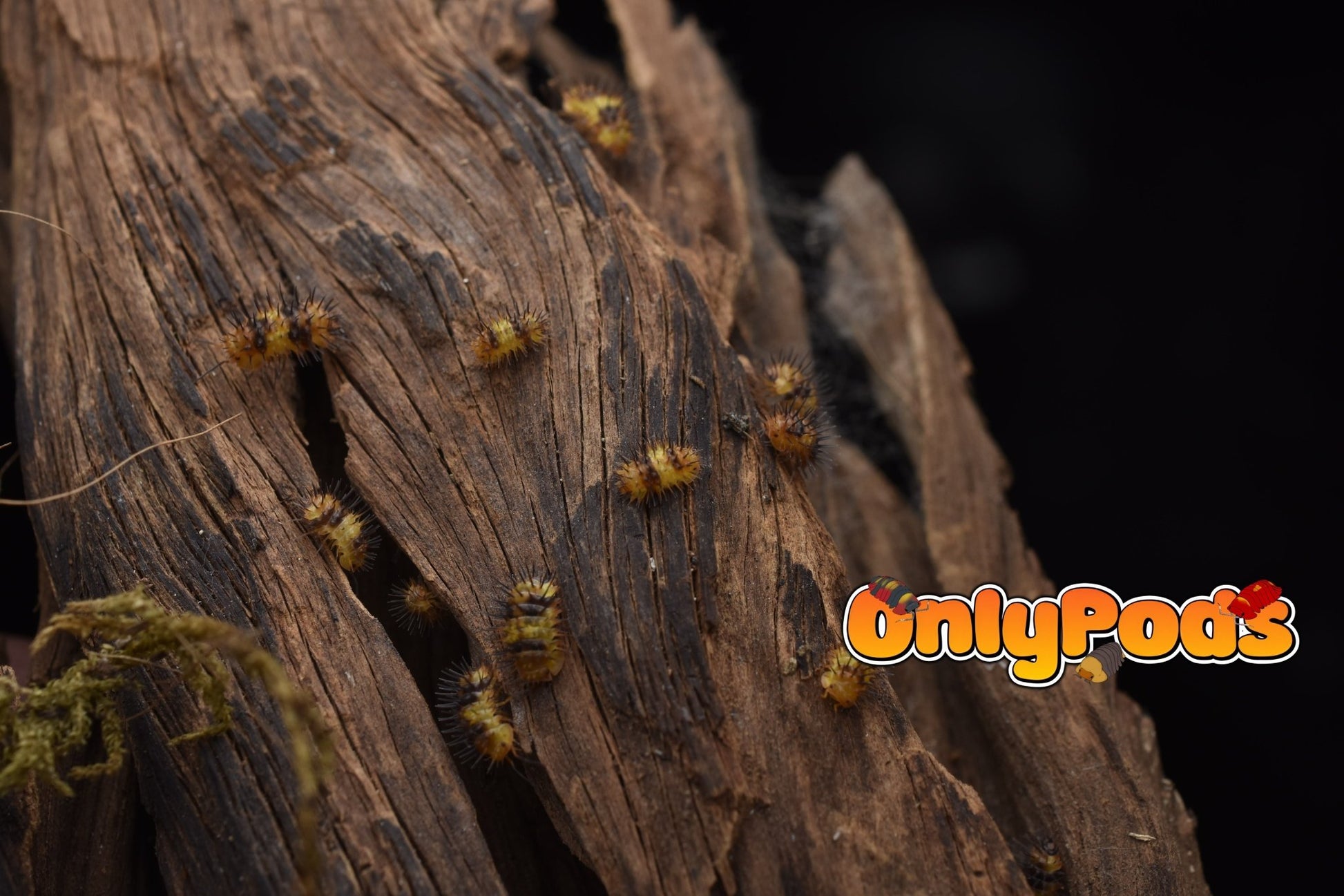 Laureola Durian Isopod for sale UK - OnlyPods