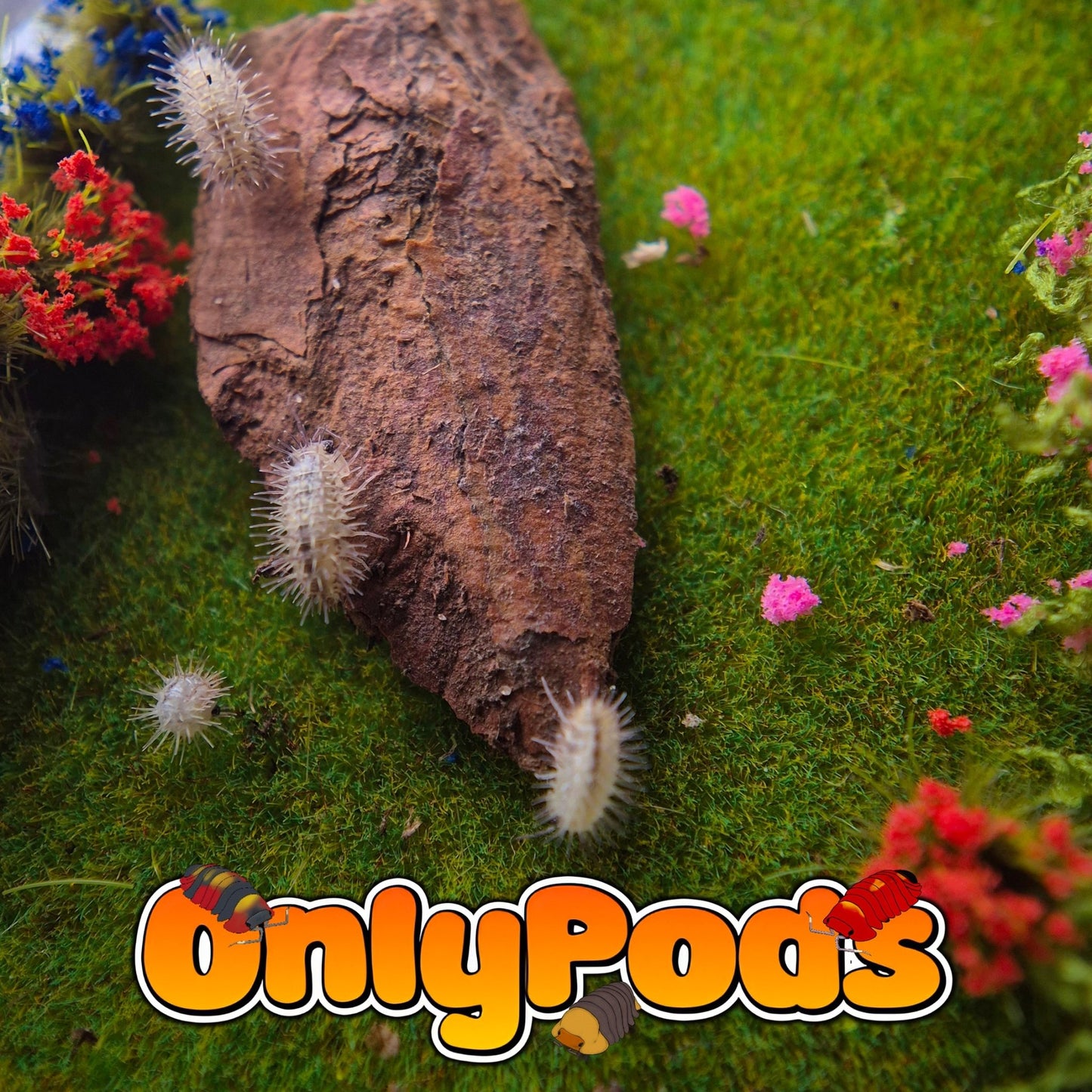 Laureola Ivory Isopod for sale UK - OnlyPods