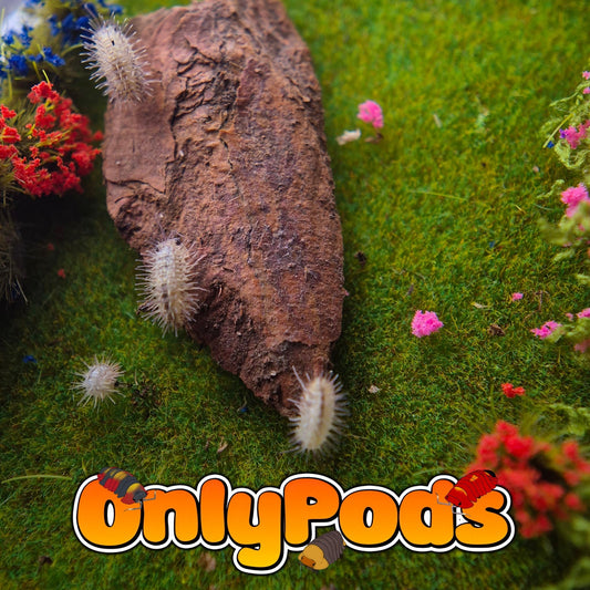 Laureola Ivory Isopod for sale UK - OnlyPods