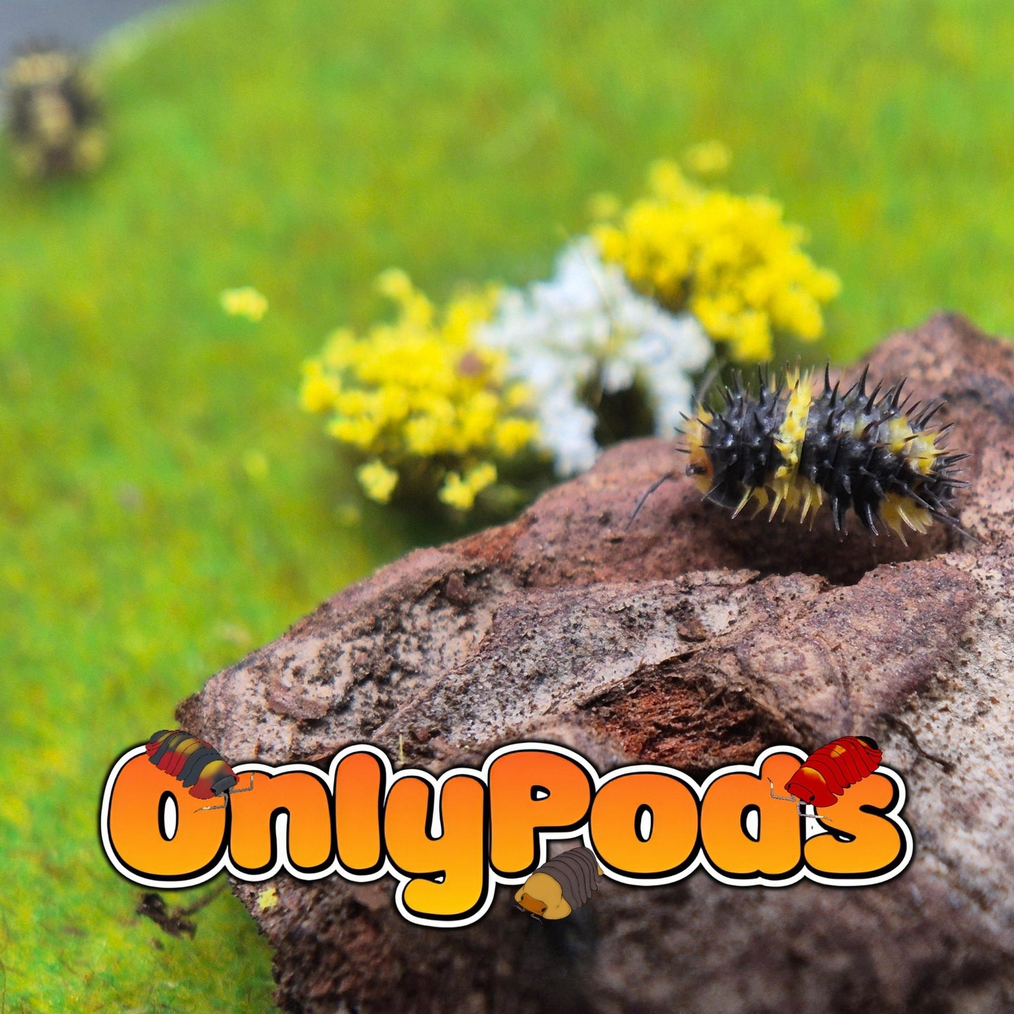 Laureola Lemon Isopod for sale UK - OnlyPods