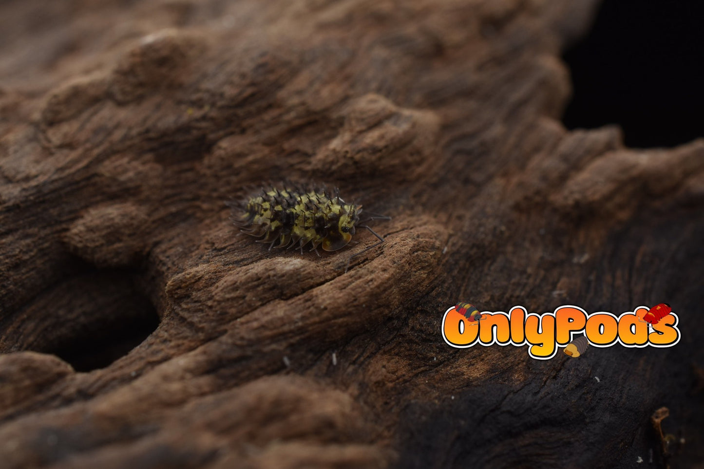 Laureola Lichen Isopod for sale UK - OnlyPods