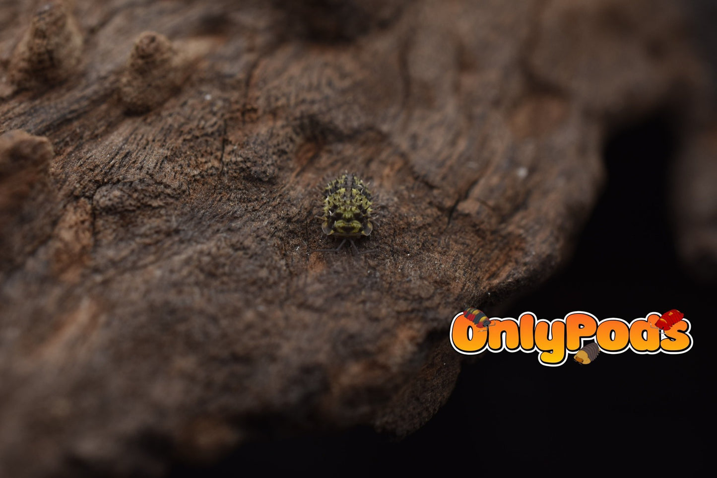Laureola Lichen Isopod for sale UK - OnlyPods