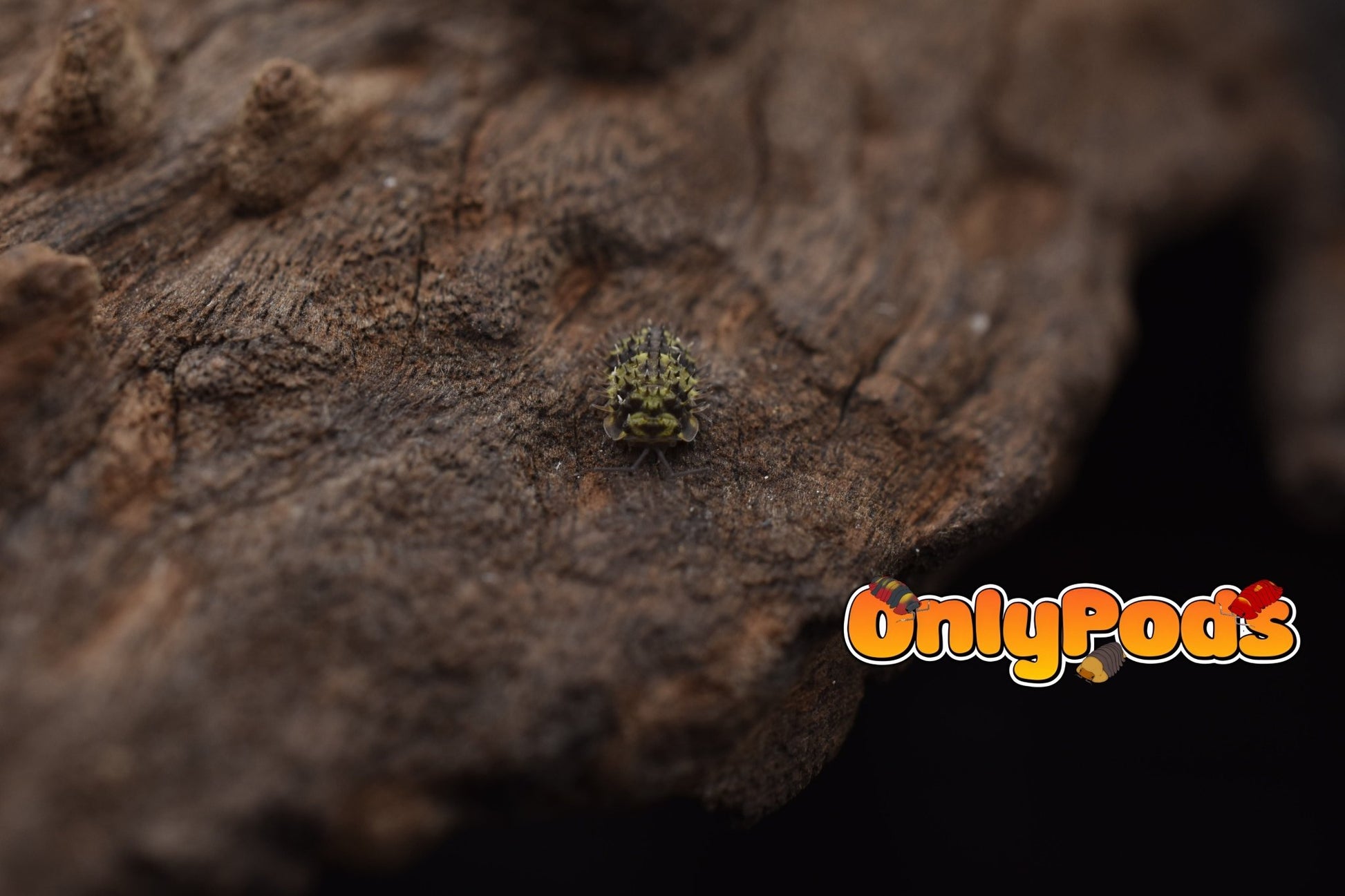 Laureola Lichen Isopod for sale UK - OnlyPods