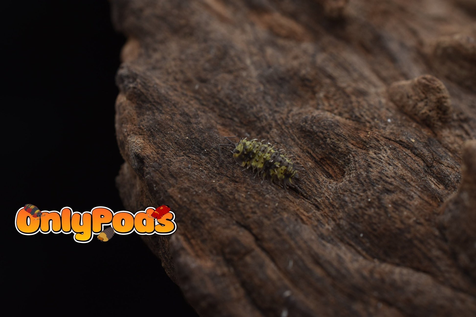 Laureola Lichen Isopod for sale UK - OnlyPods