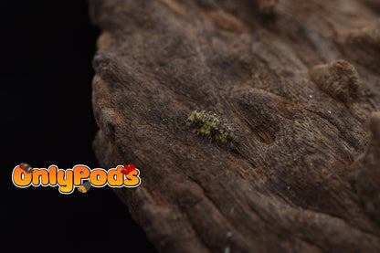 Laureola Lichen Isopod for sale UK - OnlyPods
