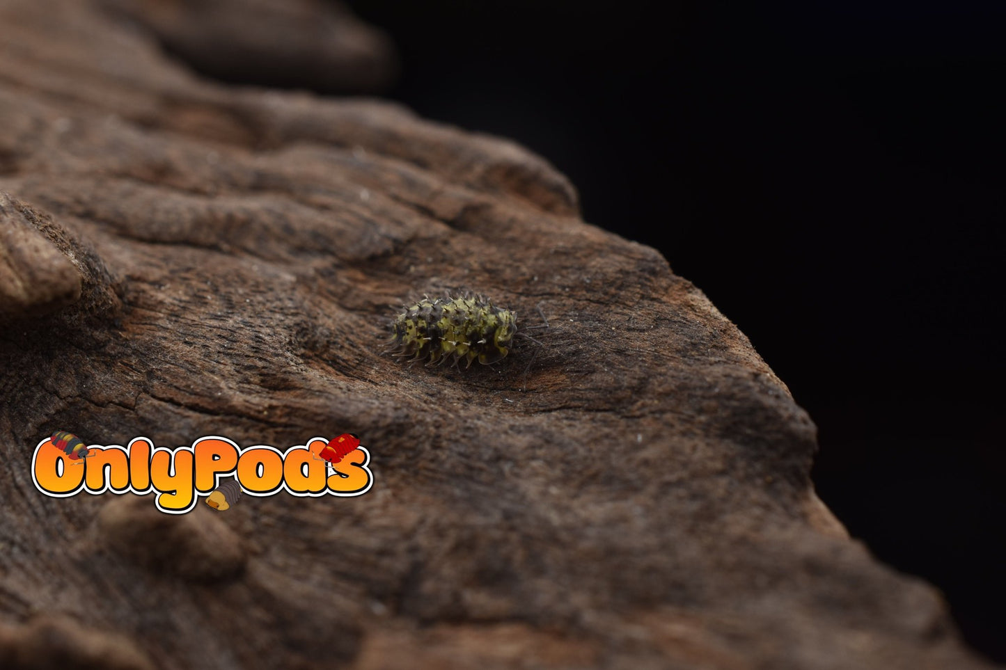 Laureola Lichen Isopod for sale UK - OnlyPods
