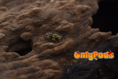 Laureola Lichen Isopod for sale UK - OnlyPods