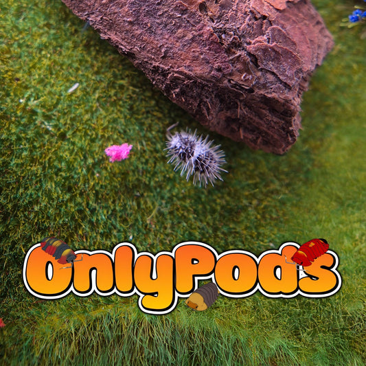 Laureola White Skull Isopod for sale UK - OnlyPods