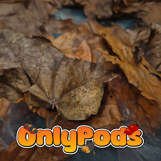 Leaf litter Dry Goods for sale UK - OnlyPods