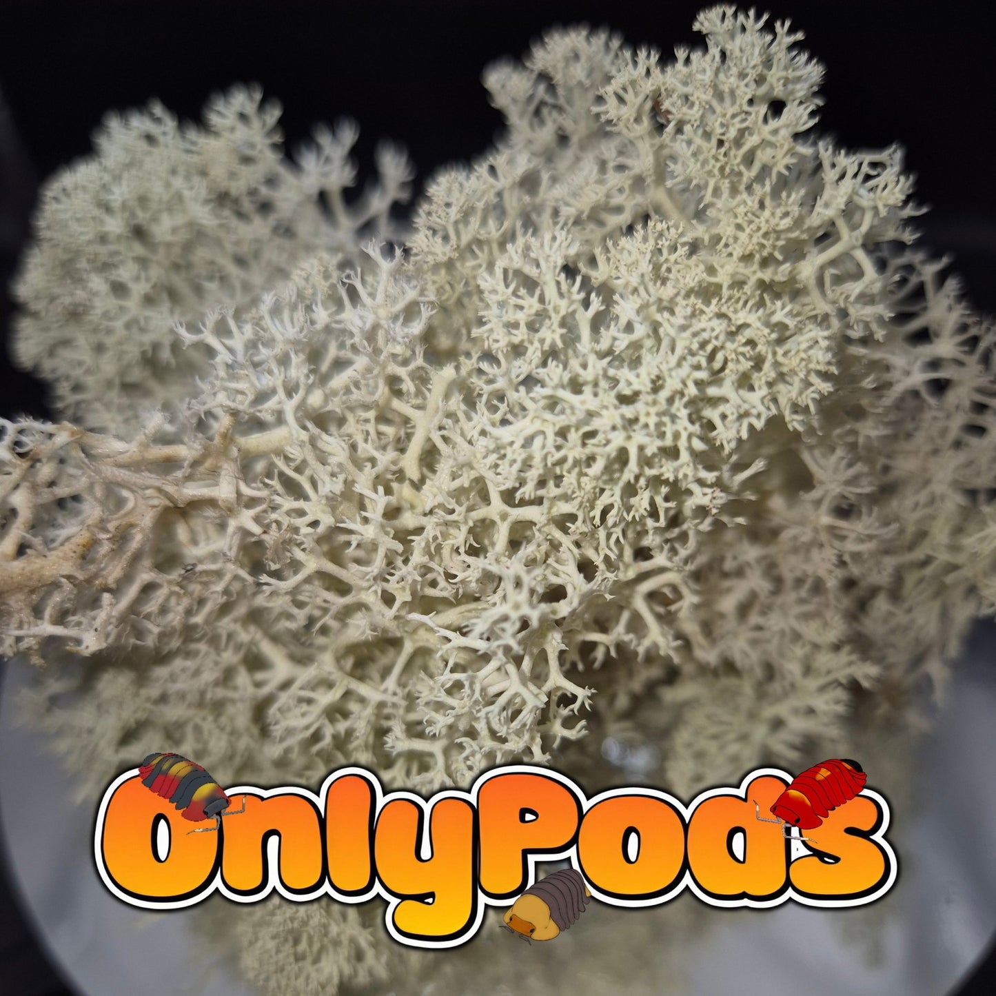 Lichen balls Dry Goods for sale UK - OnlyPods
