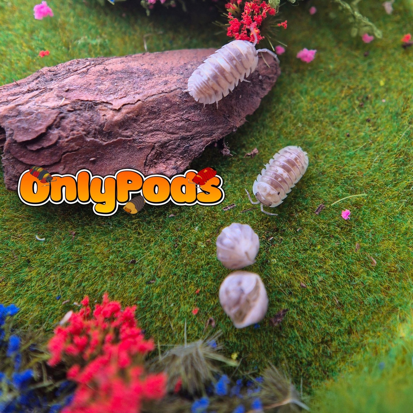 Marbalized (Armadillidium Espanyoli) Isopod for sale UK - OnlyPods