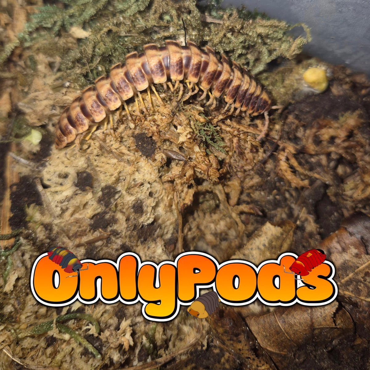 Marzipan Flat - Back (Coromus Vittatus) Millipedes for sale UK - OnlyPods