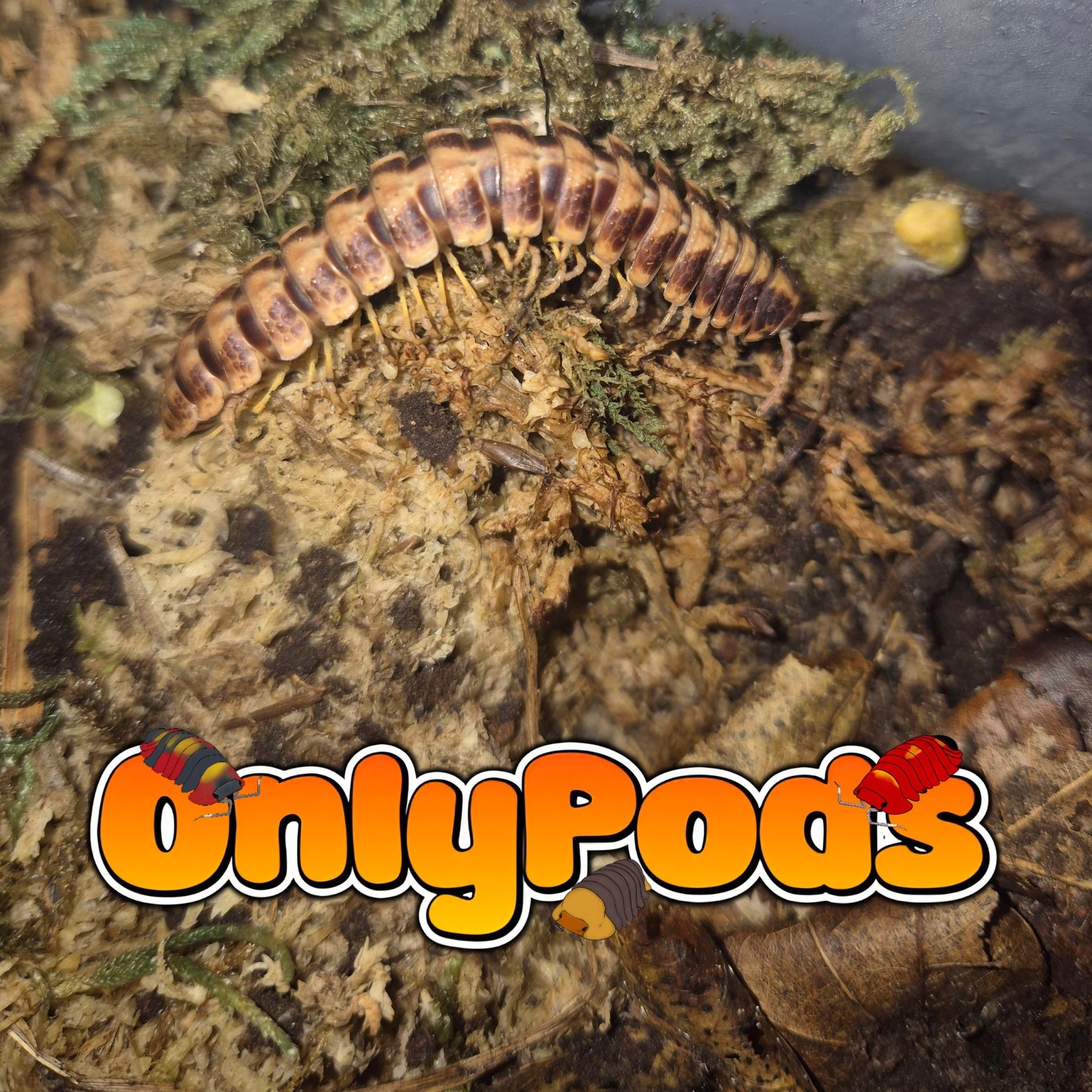 Marzipan Flat - Back (Coromus Vittatus) Millipedes for sale UK - OnlyPods