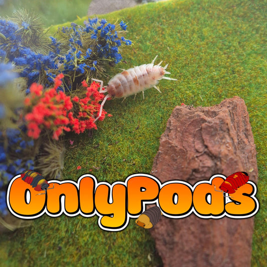 Orange Dalmation (Porcellio Pruinosus) Isopod for sale UK - OnlyPods