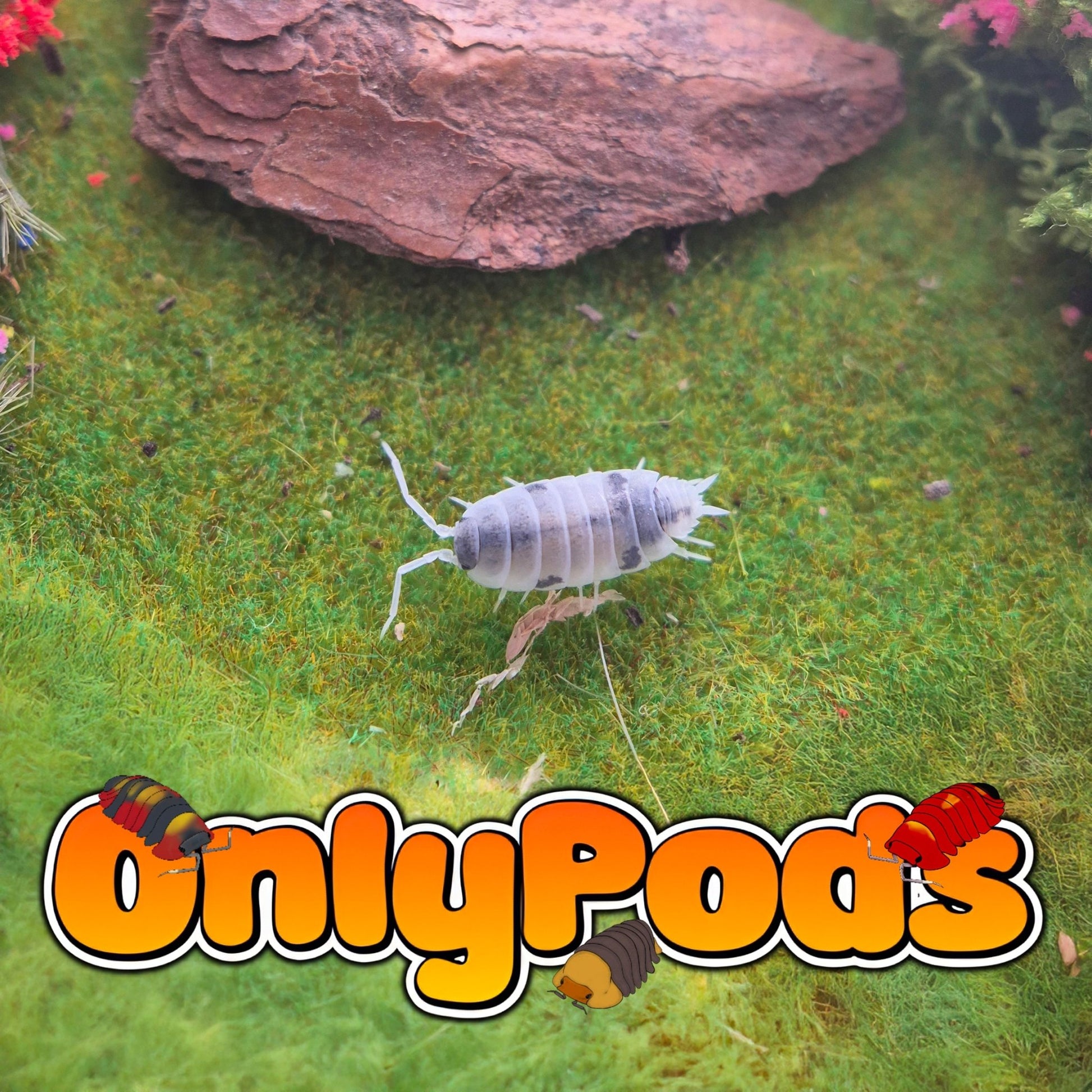 Oreo Crumble (Porcellio Pruinosus) Isopod for sale UK - OnlyPods