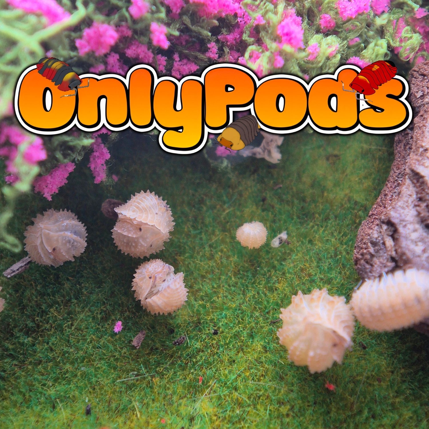 Pinapple (Cristarmadillidium Muricatum) Isopod for sale UK - OnlyPods