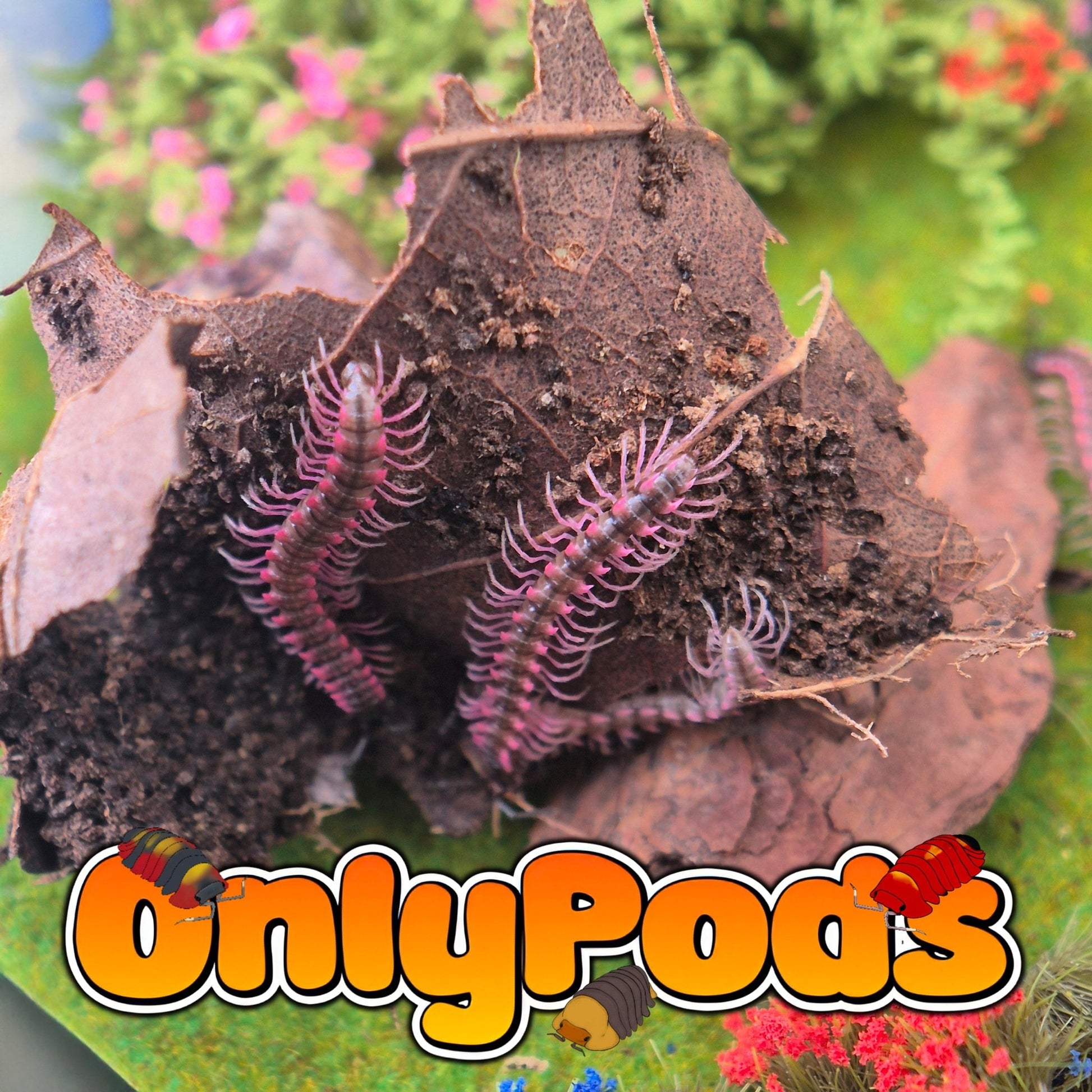 Pink Dragons (Desmoxytes Planata) Millipedes for sale UK - OnlyPods
