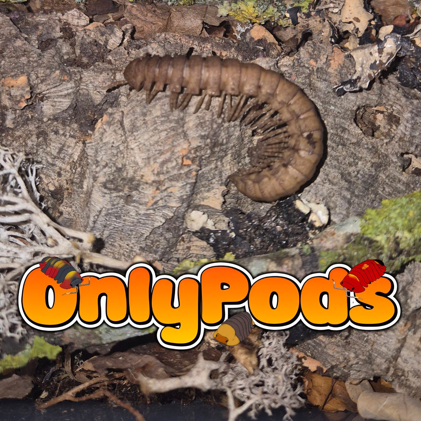 Platyrhacus Rusty Millipedes for sale UK - OnlyPods