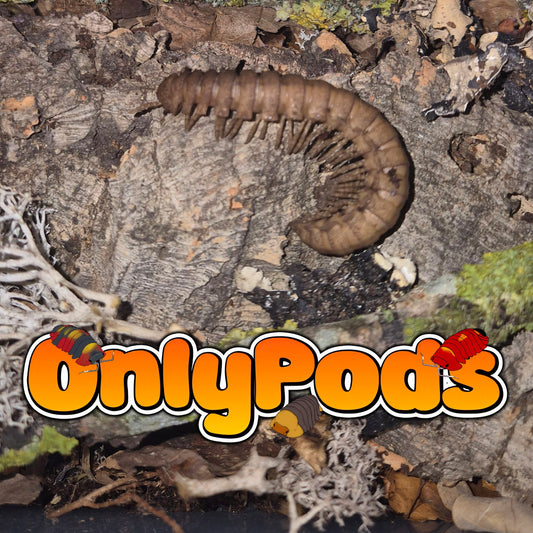 Platyrhacus Rusty Millipedes for sale UK - OnlyPods
