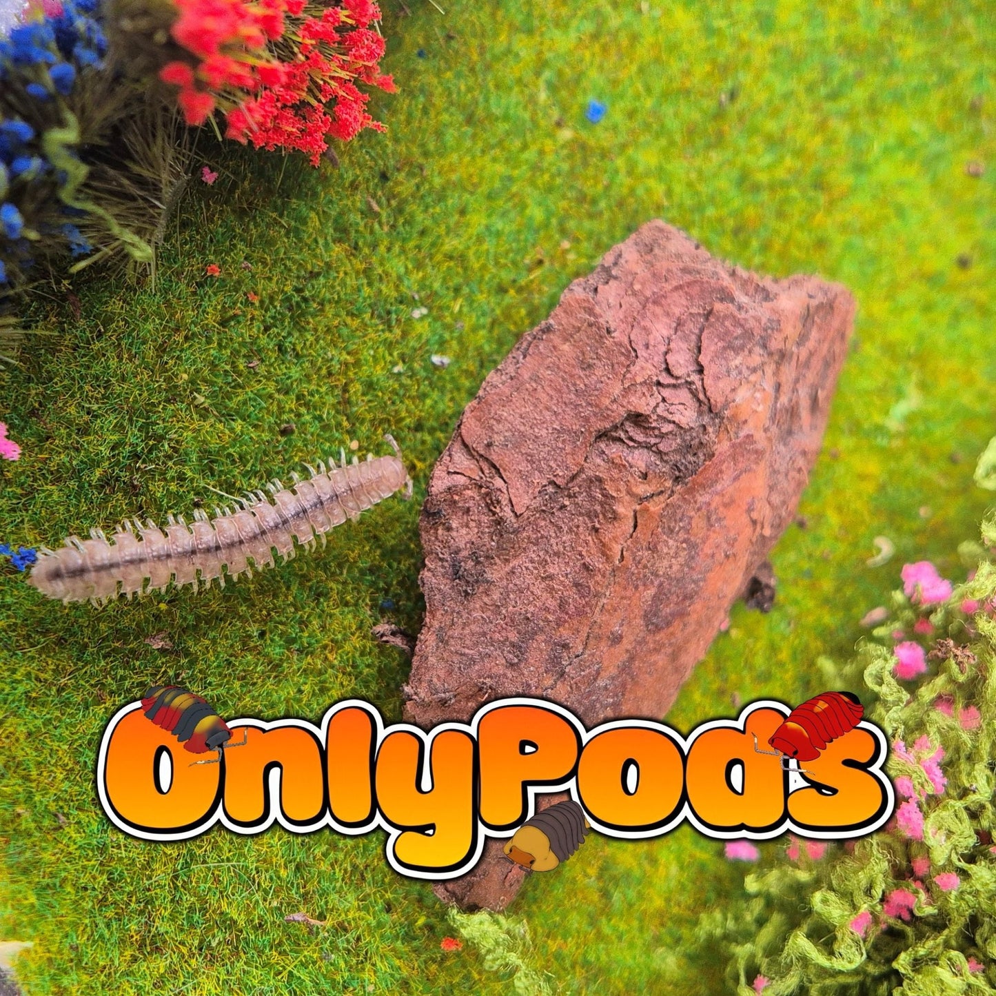Polydesmus Angustus Millipedes for sale UK - OnlyPods