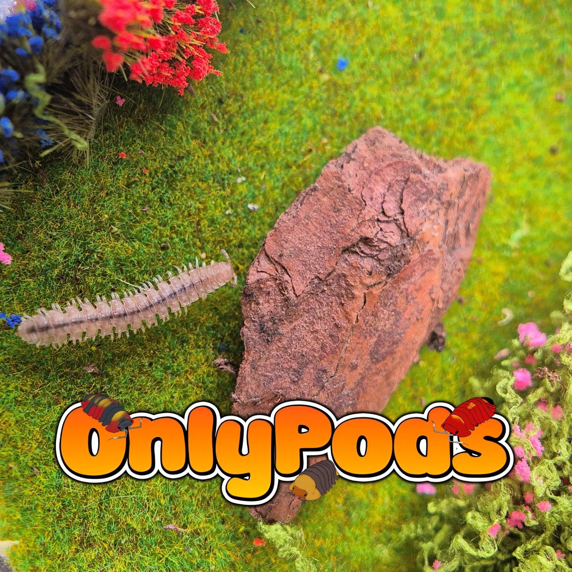 Polydesmus Angustus Millipedes for sale UK - OnlyPods
