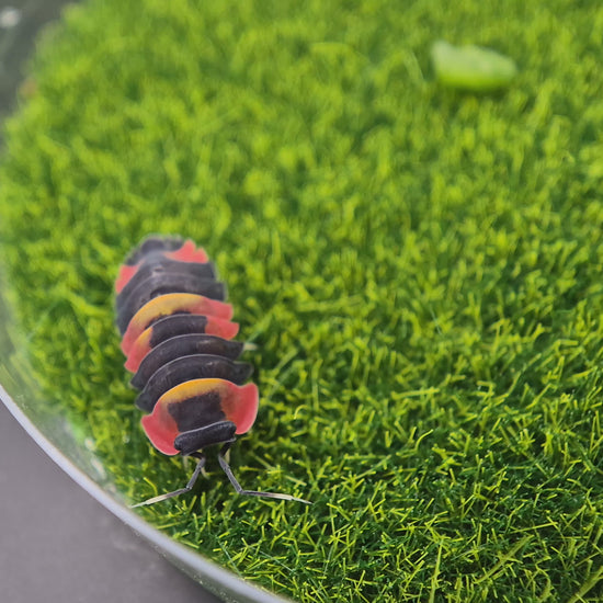 Merulanella Tri-Colour