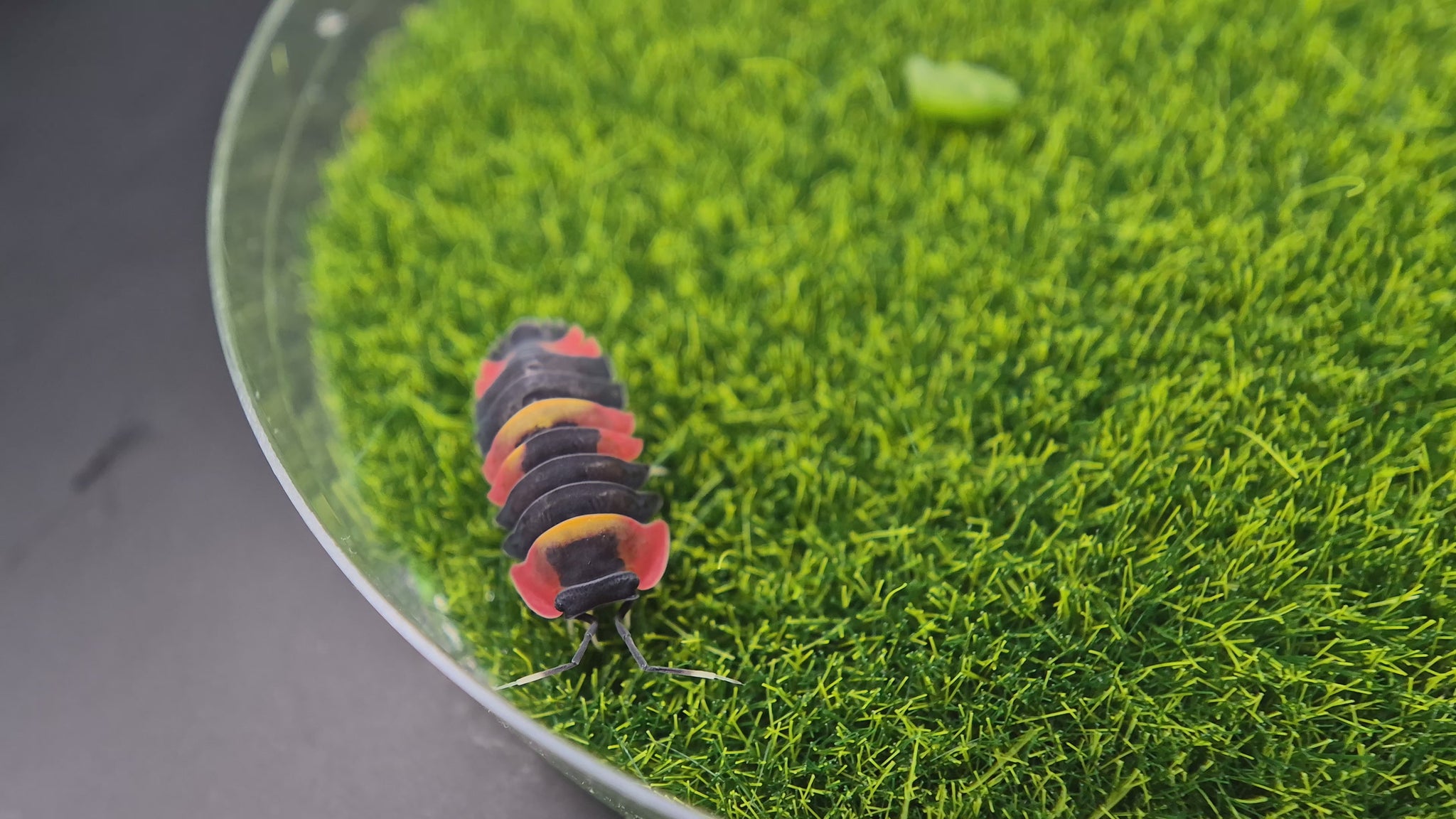 Merulanella Tri-Colour