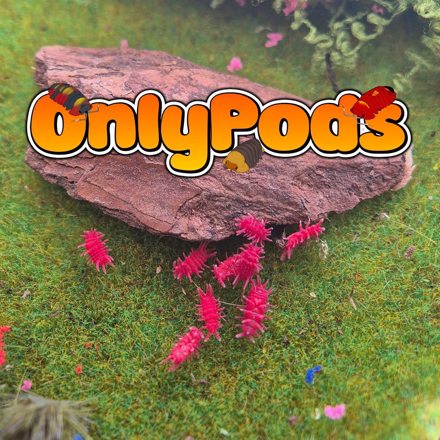 Rambutanura Red Spikey Springtail (Vietnam) Springtails for sale UK - OnlyPods