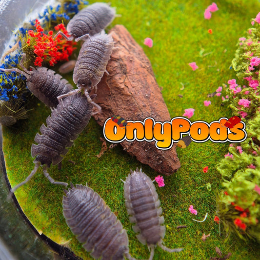 Shark Skin (Porcellio Echinatus) Isopod for sale UK - OnlyPods