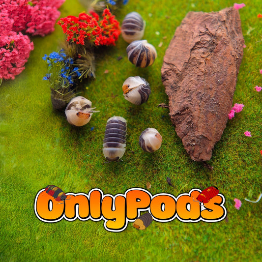Spherillo Black Castle Isopod for sale UK - OnlyPods