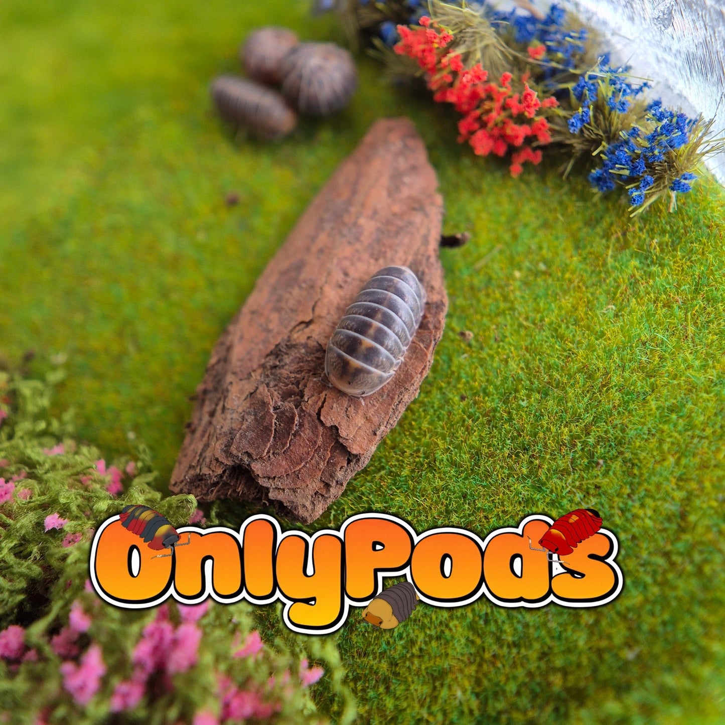 Spherillo Copper Head Isopod for sale UK - OnlyPods