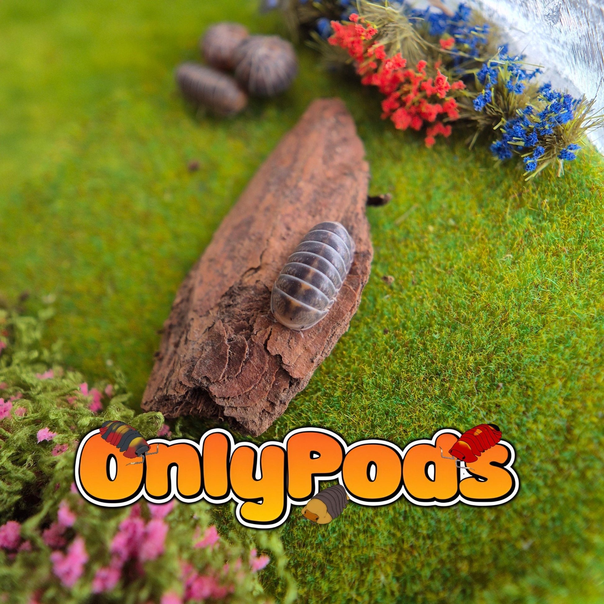 Spherillo Copper Head Isopod for sale UK - OnlyPods