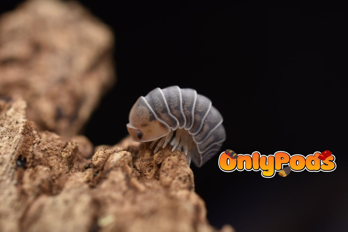 Spherillo Copper Head Isopod for sale UK - OnlyPods