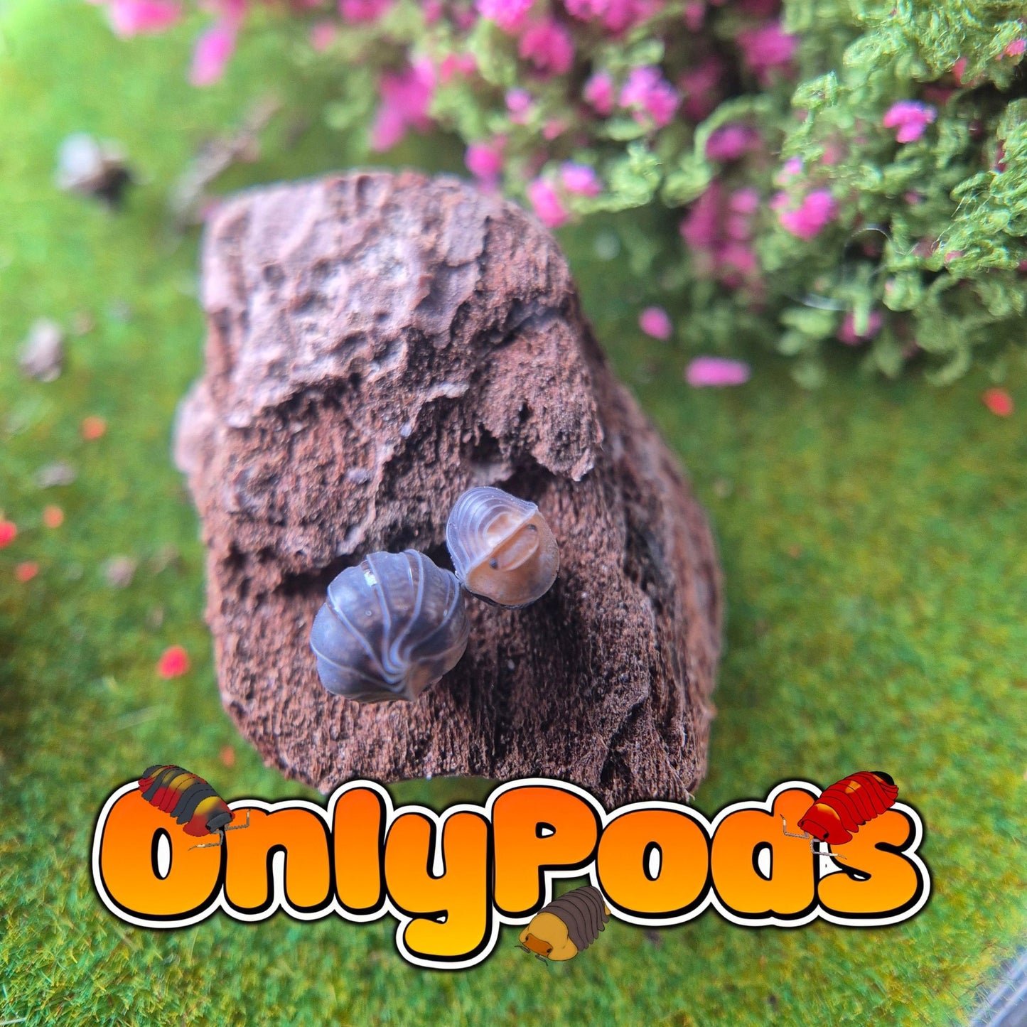 Spherillo Dwarf Ducky Isopod for sale UK - OnlyPods