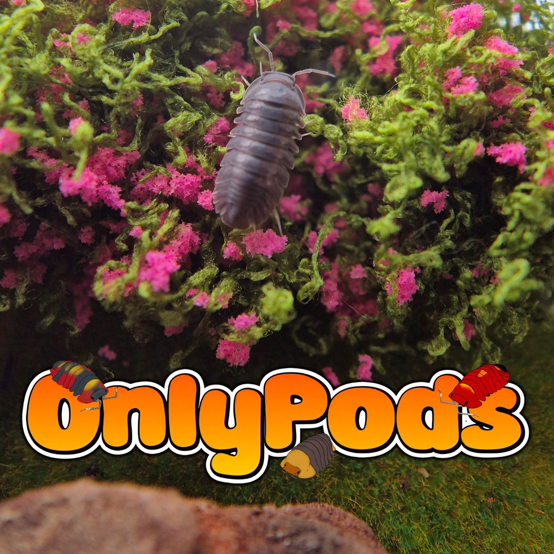 Spherillo Haina Black Isopod for sale UK - OnlyPods