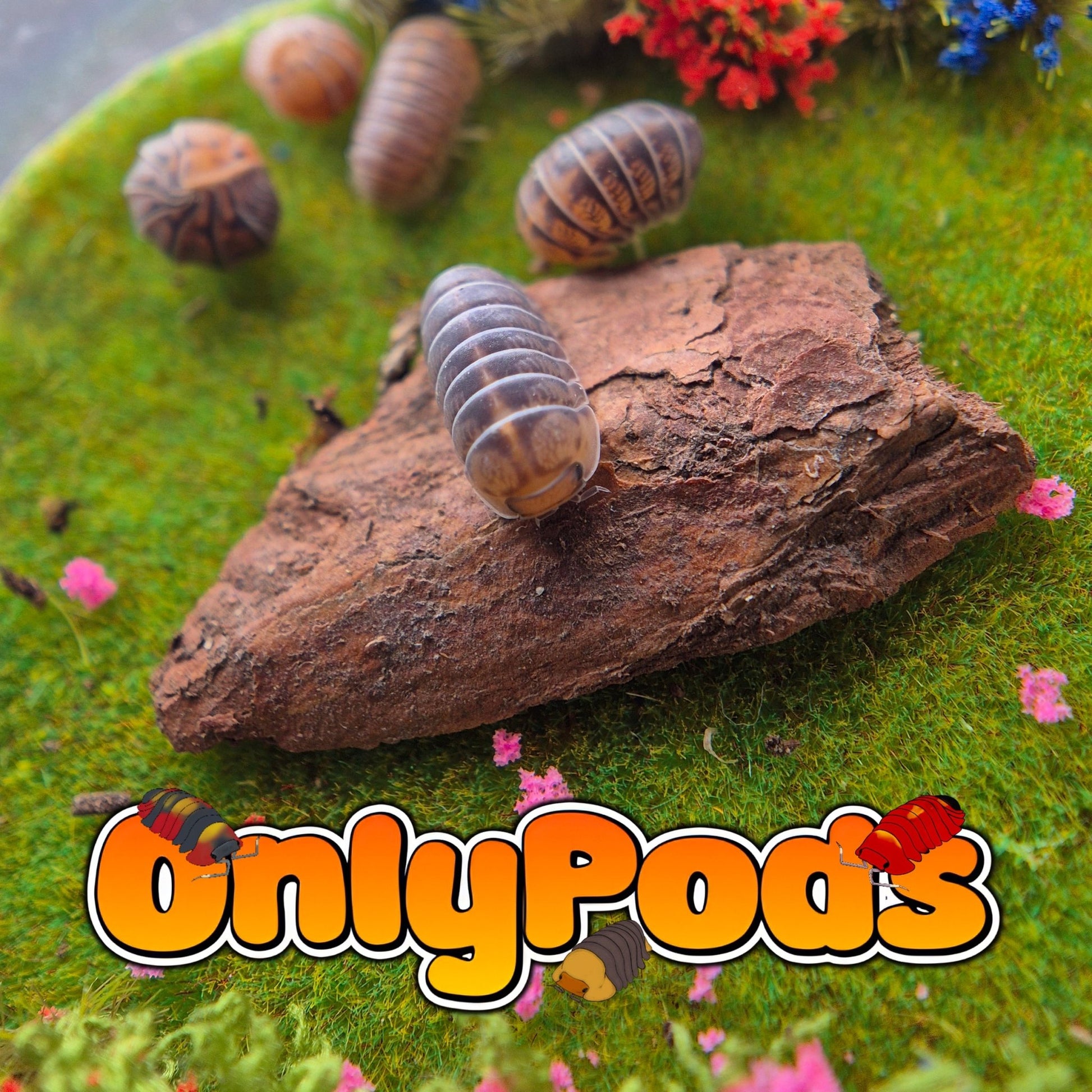 Spherillo Lucky Ducky Isopod for sale UK - OnlyPods