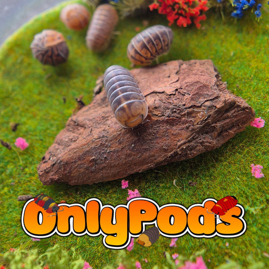 Spherillo Lucky Ducky Isopod for sale UK - OnlyPods