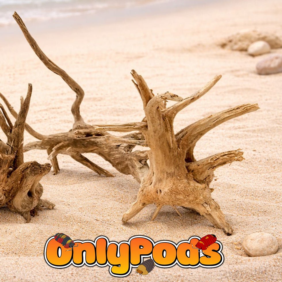 Spider wood Dry Goods for sale UK - OnlyPods