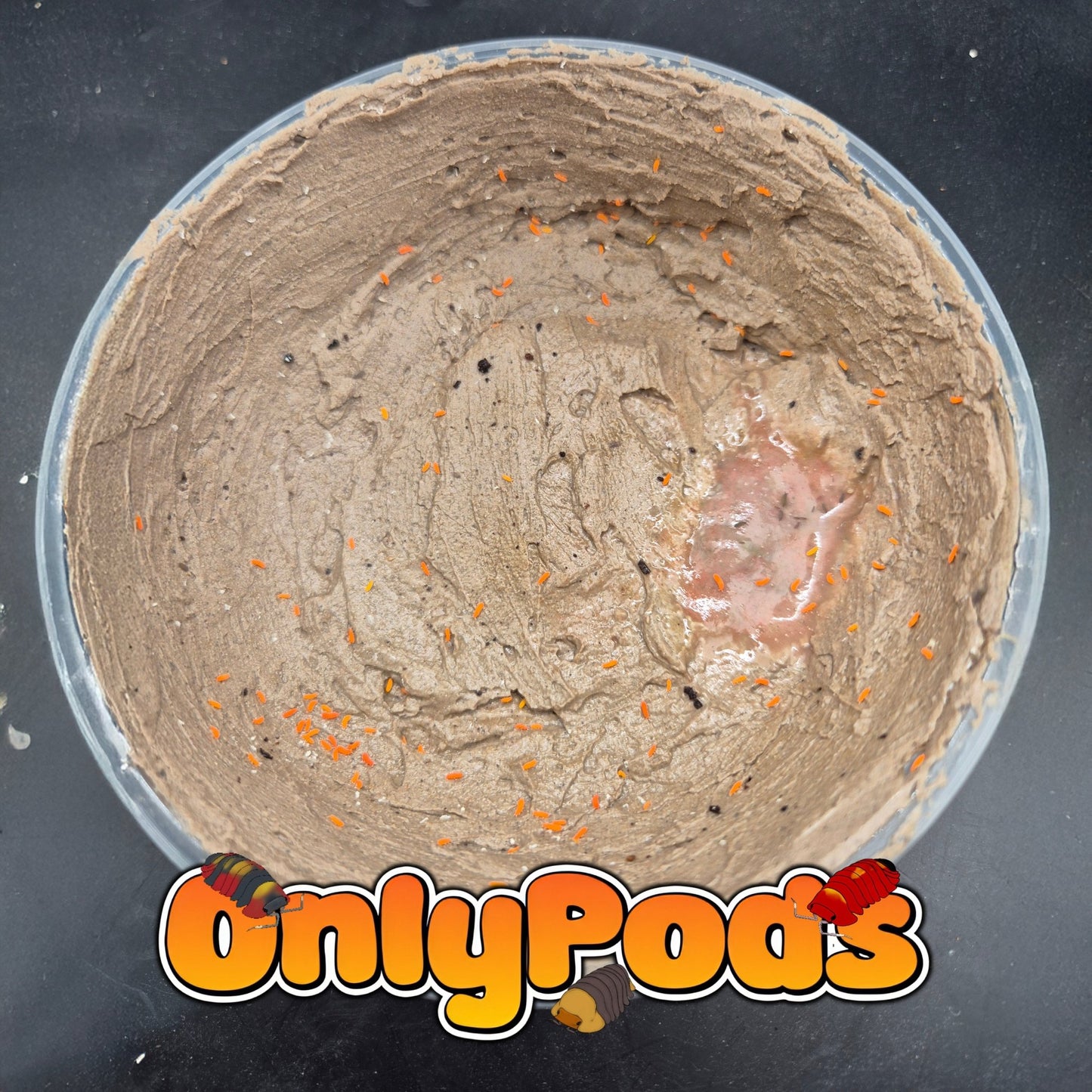 Springtail Culture Kit Clay Dry Goods for sale UK - OnlyPods