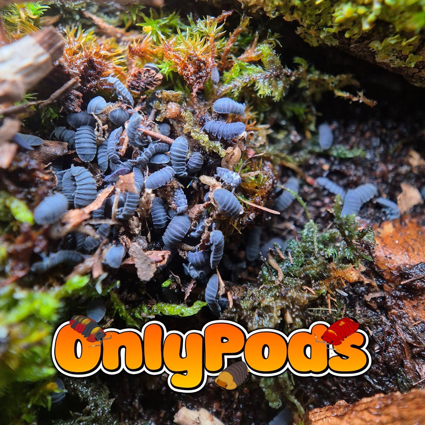 Tetrodontophora Bielanensis Springtail Springtails for sale UK - OnlyPods