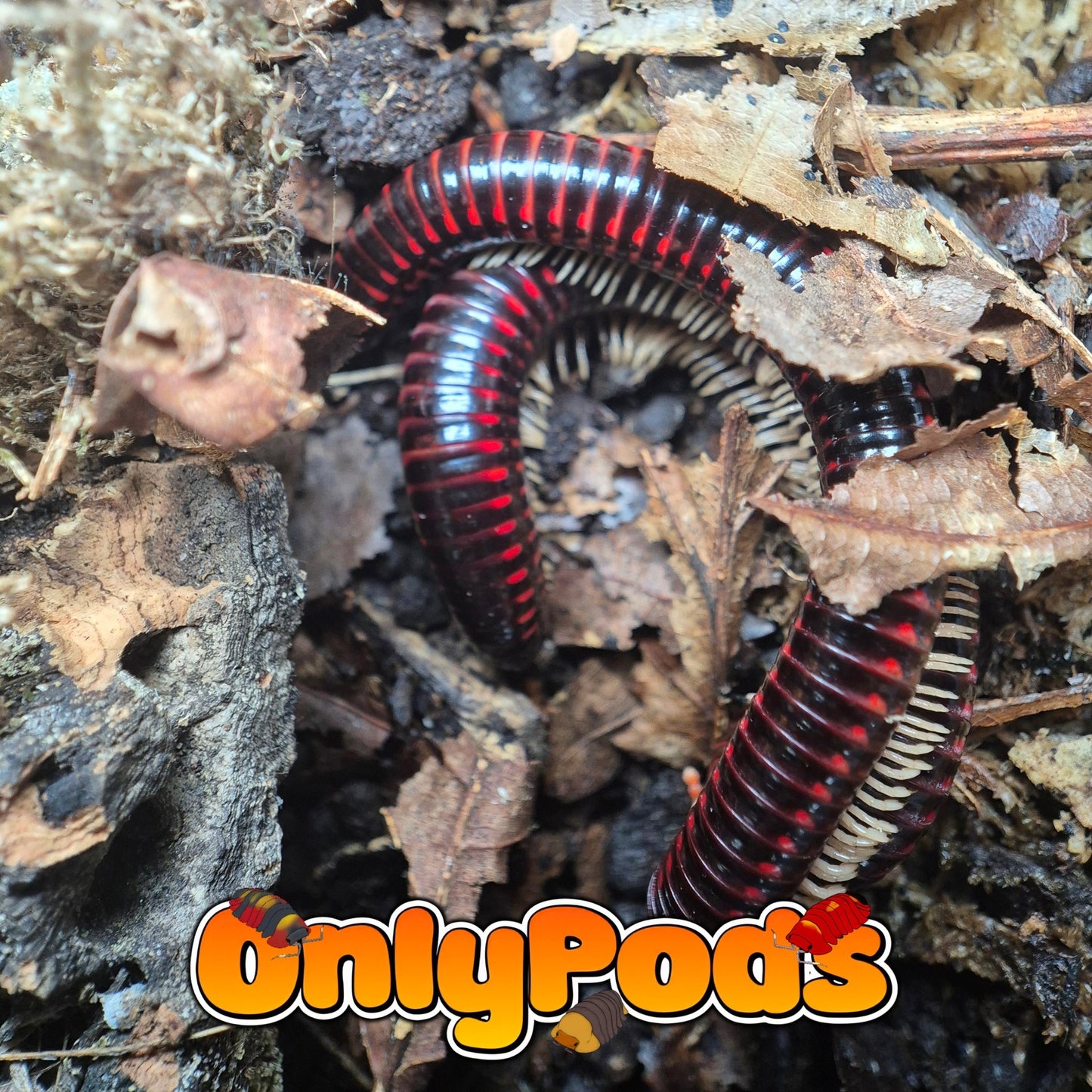 Trigoniulus "Crimson Firegiant" Millipedes for sale UK - OnlyPods