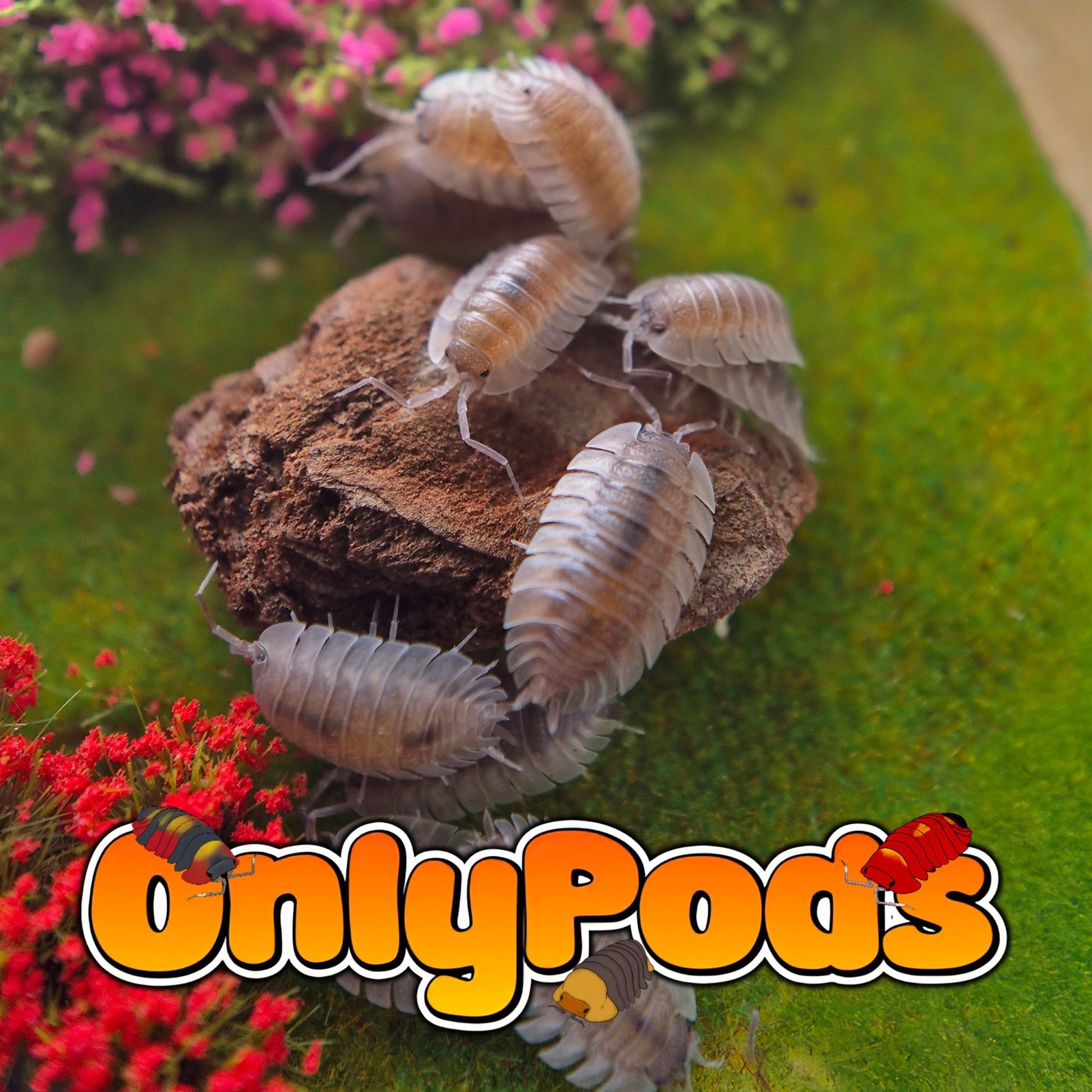 Trilobite (Trachelipus Trilobatus) Isopod for sale UK - OnlyPods